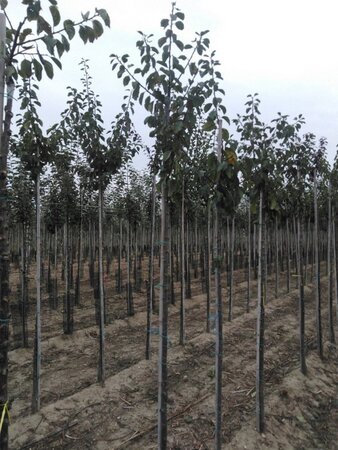 Prunus d. 'Reine Claude d'Oullins' GEELGROEN 6-8 Hoogstam wortelgoed - afbeelding 3