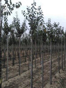 Prunus d. 'Reine Claude d'Oullins' GEELGROEN 6-8 Hoogstam wortelgoed - afbeelding 3