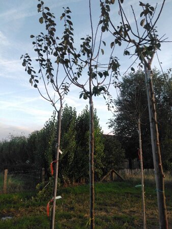 Prunus d. 'Reine Claude d'Oullins' GEELGROEN 8-10 Hoogstam wortelgoed - afbeelding 3