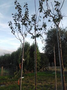 Prunus d. 'Reine Claude d'Oullins' GEELGROEN 8-10 Hoogstam wortelgoed - afbeelding 3