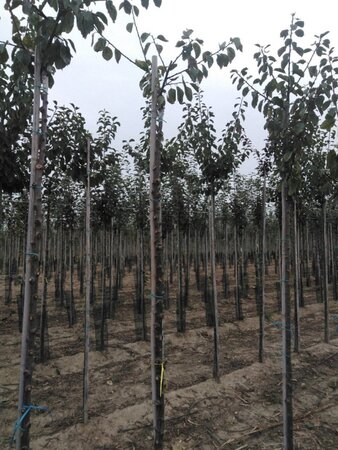 Prunus d. 'Reine Claude d'Oullins' GEELGROEN 8-10 Hoogstam wortelgoed - afbeelding 4
