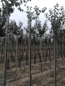 Prunus d. 'Reine Claude d'Oullins' GEELGROEN 8-10 Hoogstam wortelgoed - afbeelding 4