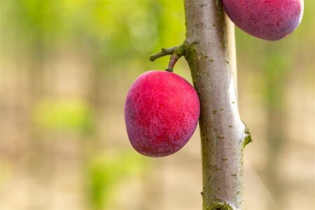 Prunus d. 'Victoria' (laat) ROOD/ROZE 6-8 Hoogstam wortelgoed - afbeelding 2
