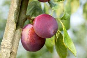 Prunus d. 'Victoria' (laat) ROOD/ROZE 6-8 Hoogstam wortelgoed - afbeelding 3