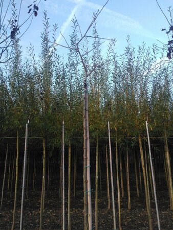 Prunus d. 'Victoria' (laat) ROOD/ROZE 8-10 Hoogstam wortelgoed - afbeelding 5
