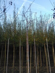 Prunus d. 'Victoria' (laat) ROOD/ROZE 8-10 Hoogstam wortelgoed - afbeelding 5