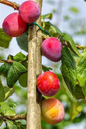 Prunus d. 'Victoria' (laat) ROOD/ROZE 8-10 Hoogstam wortelgoed - afbeelding 4