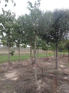 Prunus eminens 'Umbraculifera' 25-30 Hoogstam draadkluit 3 X verplant - afbeelding 3