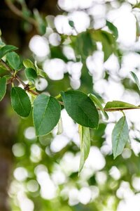 Prunus eminens 'Umbraculifera' 30-35 STA WRB 4 X V - image 2
