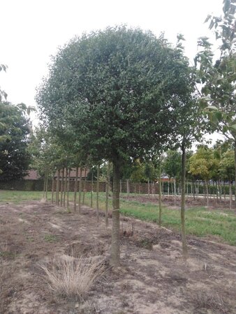 Prunus eminens 'Umbraculifera' 40-45 STA WRB 4 X V