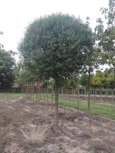 Prunus eminens 'Umbraculifera' 40-45 STA WRB 4 X V