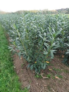 Prunus l. 'Caucasica' 100-125 cm met kluit - afbeelding 3