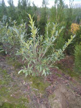 Prunus l. 'Caucasica' 100-125 cm met kluit - afbeelding 4