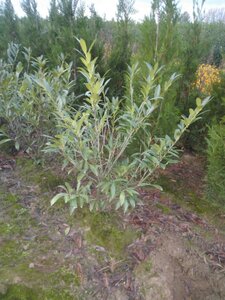 Prunus l. 'Caucasica' 100-125 cm met kluit - afbeelding 4