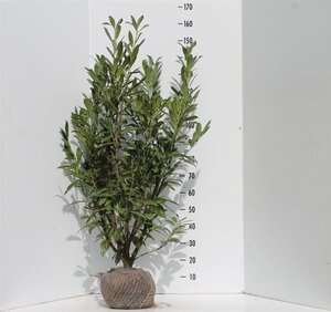Prunus l. 'Caucasica' 100-125 cm met kluit - afbeelding 2