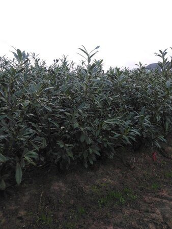 Prunus l. 'Caucasica' 100-125 cm met kluit - afbeelding 5