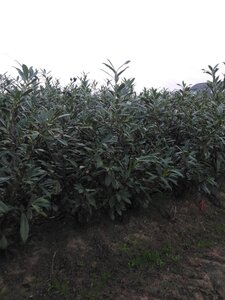 Prunus l. 'Caucasica' 100-125 cm met kluit - afbeelding 5