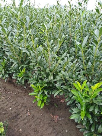 Prunus l. 'Caucasica' 100-125 cm met kluit - afbeelding 6