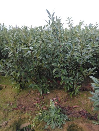Prunus l. 'Caucasica' 125-150 cm met kluit - afbeelding 6