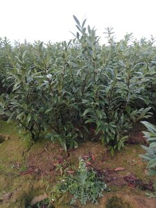 Prunus l. 'Caucasica' 125-150 cm met kluit - afbeelding 6