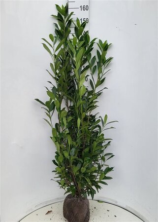 Prunus l. 'Caucasica' 125-150 cm met kluit - afbeelding 8
