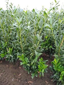 Prunus l. 'Caucasica' 125-150 cm met kluit - afbeelding 6