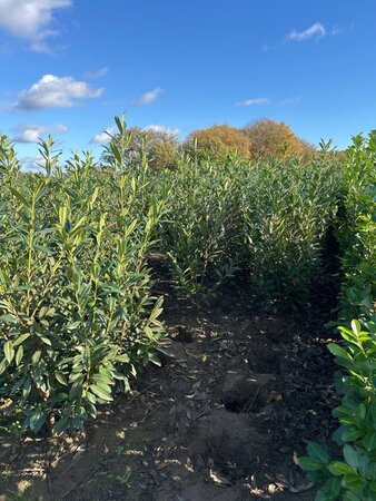 Prunus l. 'Caucasica' 150-175 cm met kluit - afbeelding 5