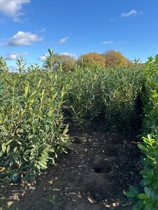 Prunus l. 'Caucasica' 150-175 cm met kluit - afbeelding 5