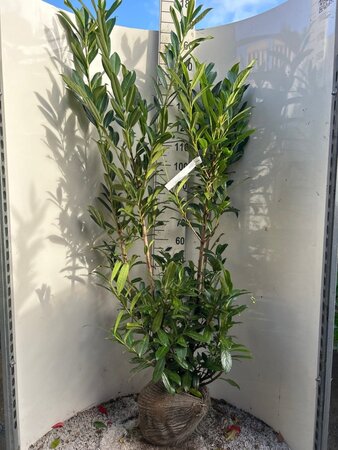 Prunus l. 'Caucasica' 150-175 cm met kluit - afbeelding 6