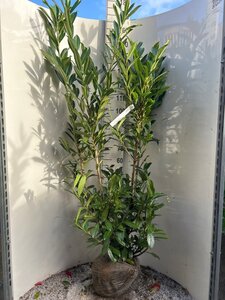 Prunus l. 'Caucasica' 150-175 cm met kluit - afbeelding 6