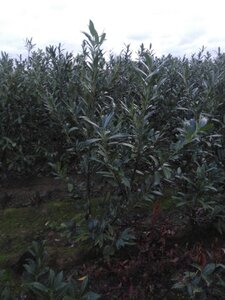 Prunus l. 'Caucasica' 150-175 cm met kluit - afbeelding 5