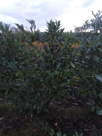 Prunus l. 'Caucasica' 150-175 cm met kluit - afbeelding 6