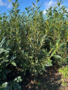Prunus l. 'Caucasica' 150-175 cm met kluit - afbeelding 7