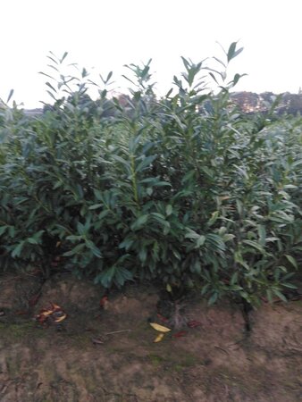 Prunus l. 'Caucasica' 150-175 cm met kluit - afbeelding 7