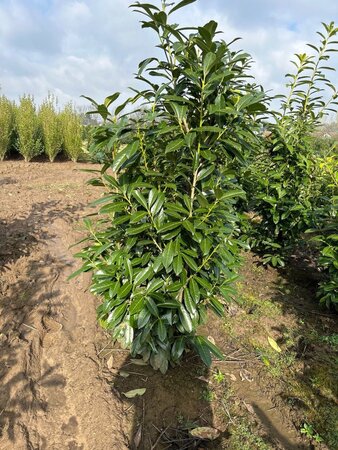 Prunus l. 'Caucasica' 150-175 cm met kluit - afbeelding 8