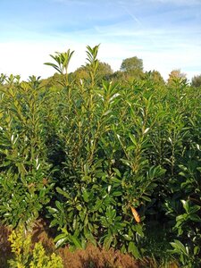 Prunus l. 'Caucasica' 175-200 cm met kluit - afbeelding 4