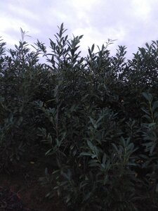 Prunus l. 'Caucasica' 175-200 cm met kluit - afbeelding 6