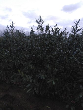 Prunus l. 'Caucasica' 175-200 cm met kluit - afbeelding 5