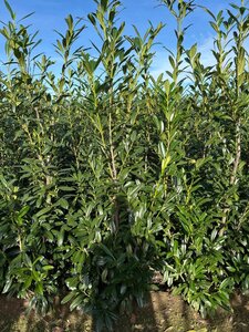 Prunus l. 'Caucasica' 200-250 cm met kluit - afbeelding 5