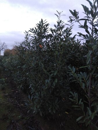 Prunus l. 'Caucasica' 200-250 cm met kluit - afbeelding 5