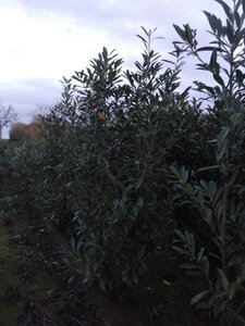 Prunus l. 'Caucasica' 200-250 cm met kluit - afbeelding 5
