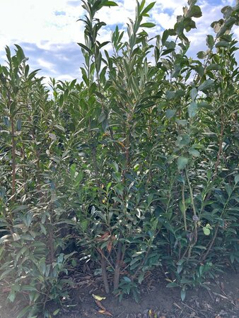Prunus l. 'Caucasica' 200-250 cm met kluit - afbeelding 7