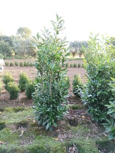 Prunus l. 'Caucasica' 200-250 cm met kluit - afbeelding 6