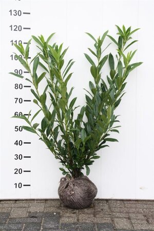 Prunus l. 'Caucasica' 80-100 cm met kluit - afbeelding 5