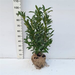 Prunus l. 'Caucasica' 80-100 cm met kluit - afbeelding 6