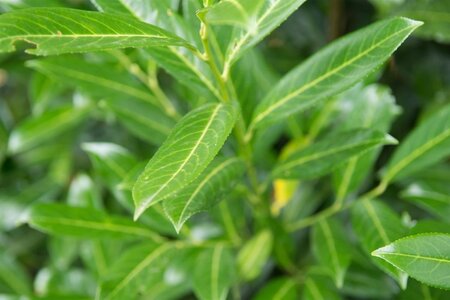 Prunus l. 'Caucasica' 80-100 cm met kluit - afbeelding 3