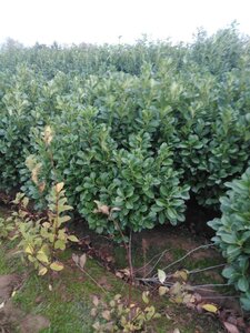 Prunus l. Etna 100-125 cm met kluit - afbeelding 6