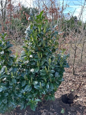 Prunus l. Etna 125-150 cm met kluit - afbeelding 5