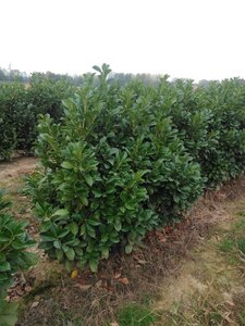Prunus l. Etna 125-150 cm met kluit - afbeelding 4