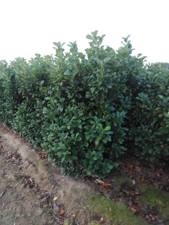 Prunus l. Etna 150-175 cm met kluit - afbeelding 2
